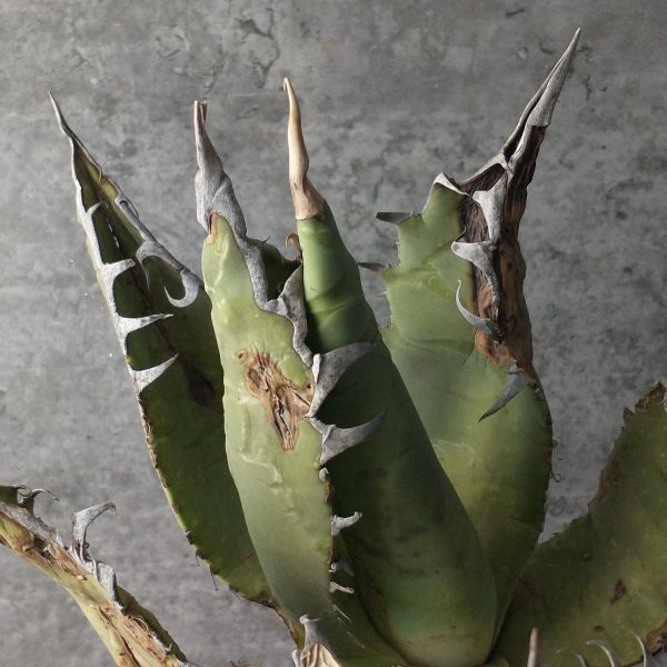 F1286】【超希少個体】オアハカ 産 アガベ オテロイ agave oteroi