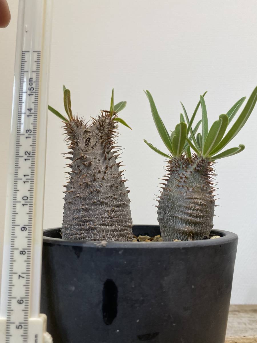 パキポディウム グラキリス 実生 4号プラ鉢 寄せ植え | BLOG.LUMO.FR