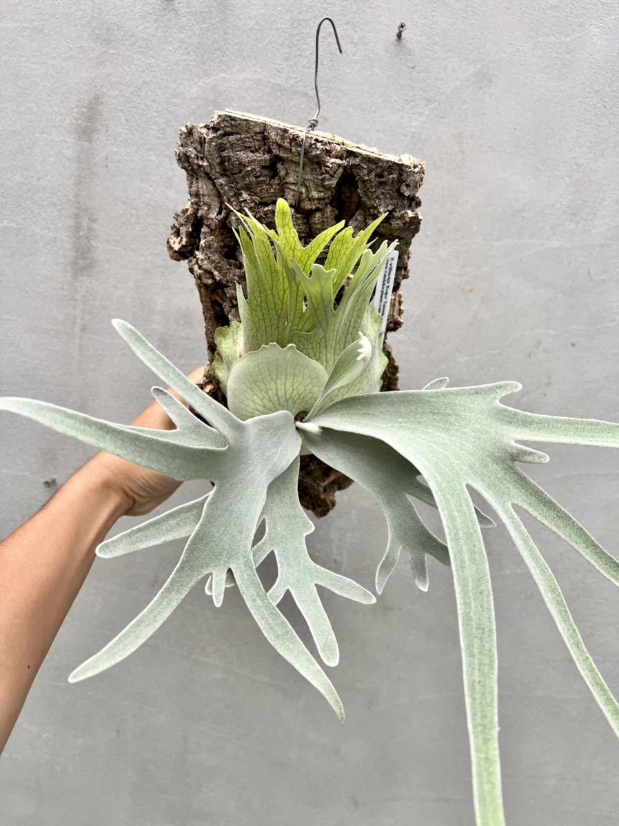 最新作，お得 P. willinckii ' Pedro ' Tatsuta ウィリンキー ペドロ ビカクシダ コウモリラン vandaka(ビカクシダ、コウモリラン)｜売買されたオークション情報、yahooの商品情報をアーカイブ公開 - オークフ ビカクシダ、コウモリラン
