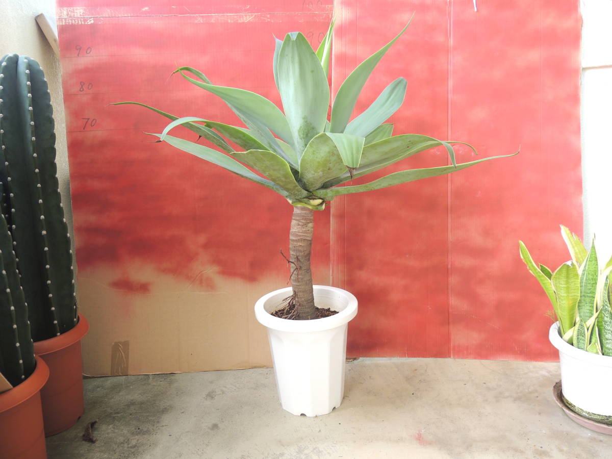チタノタ アガべ ボールタイプ Agave ノーネーム 花、園芸 観葉植物