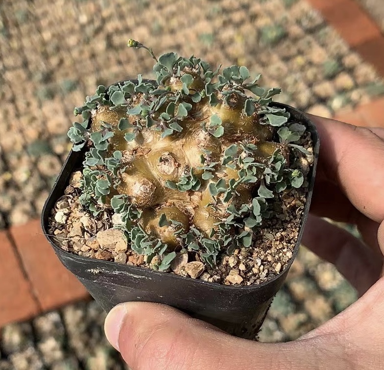 ザイス5.0cm希少サボテンOthonna cacalioides オトンナ カカリオイデス 多肉植物 球根