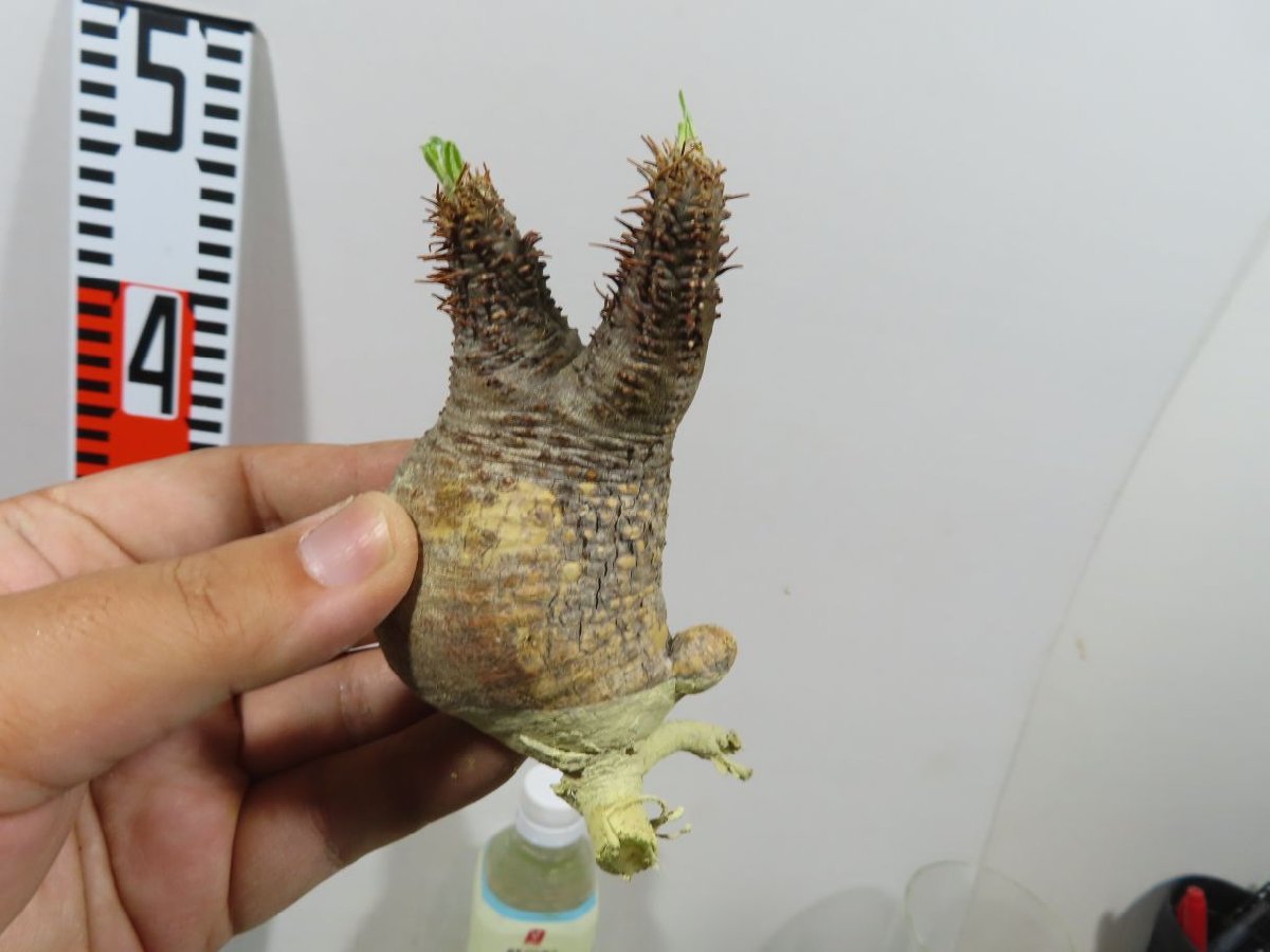 フ154 「現地株」パキポディウム グラキリス S 抜き苗【Pachypodium