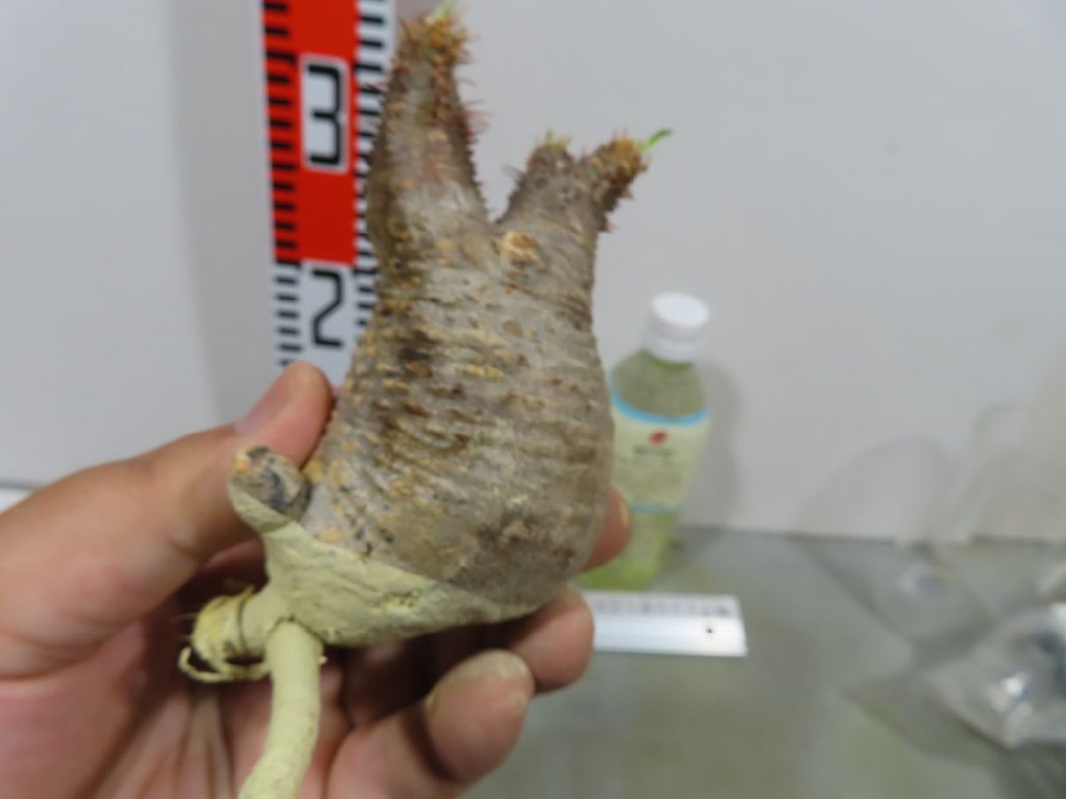 フ154 「現地株」パキポディウム グラキリス S 抜き苗【Pachypodium