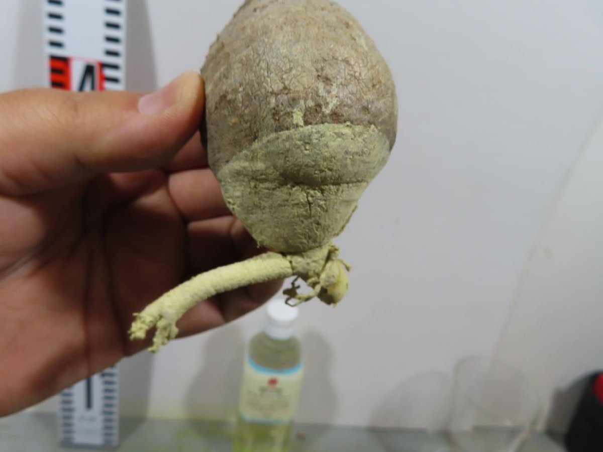フ154 「現地株」パキポディウム グラキリス S 抜き苗【Pachypodium