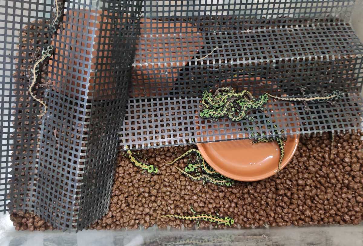 マダライモリ 1匹 CB2022 約6cm 【人工餌も食べてくれます】(イモリ 