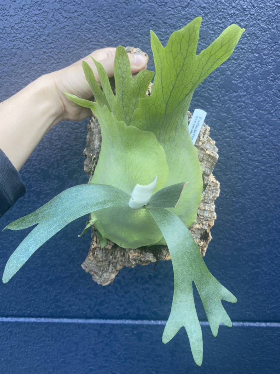 人気，格安 P. willinckii &lsquo;pygmaeum&rsquo; 子株 ビカクシダ ウィリンキー(ビカクシダ、コウモリラン)｜売買されたオークション情報、yahooの商品情報をアーカイブ公開 - オークファン ビカクシダ、コウモリラン