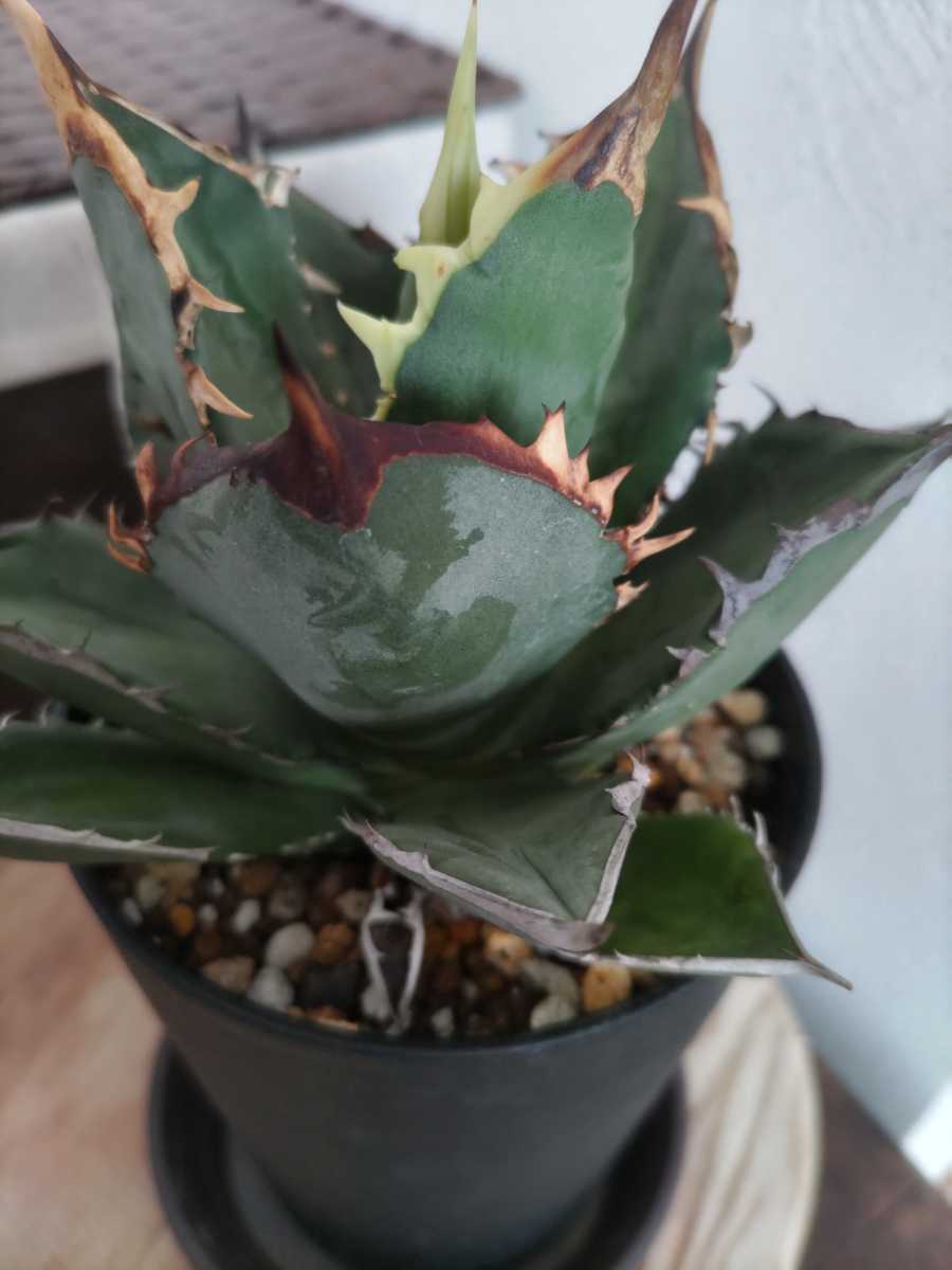 アガベ 剣龍 子株 検 チタノタ オテロイ 白鯨 ホワイトファイヤー シーザー 赤猫