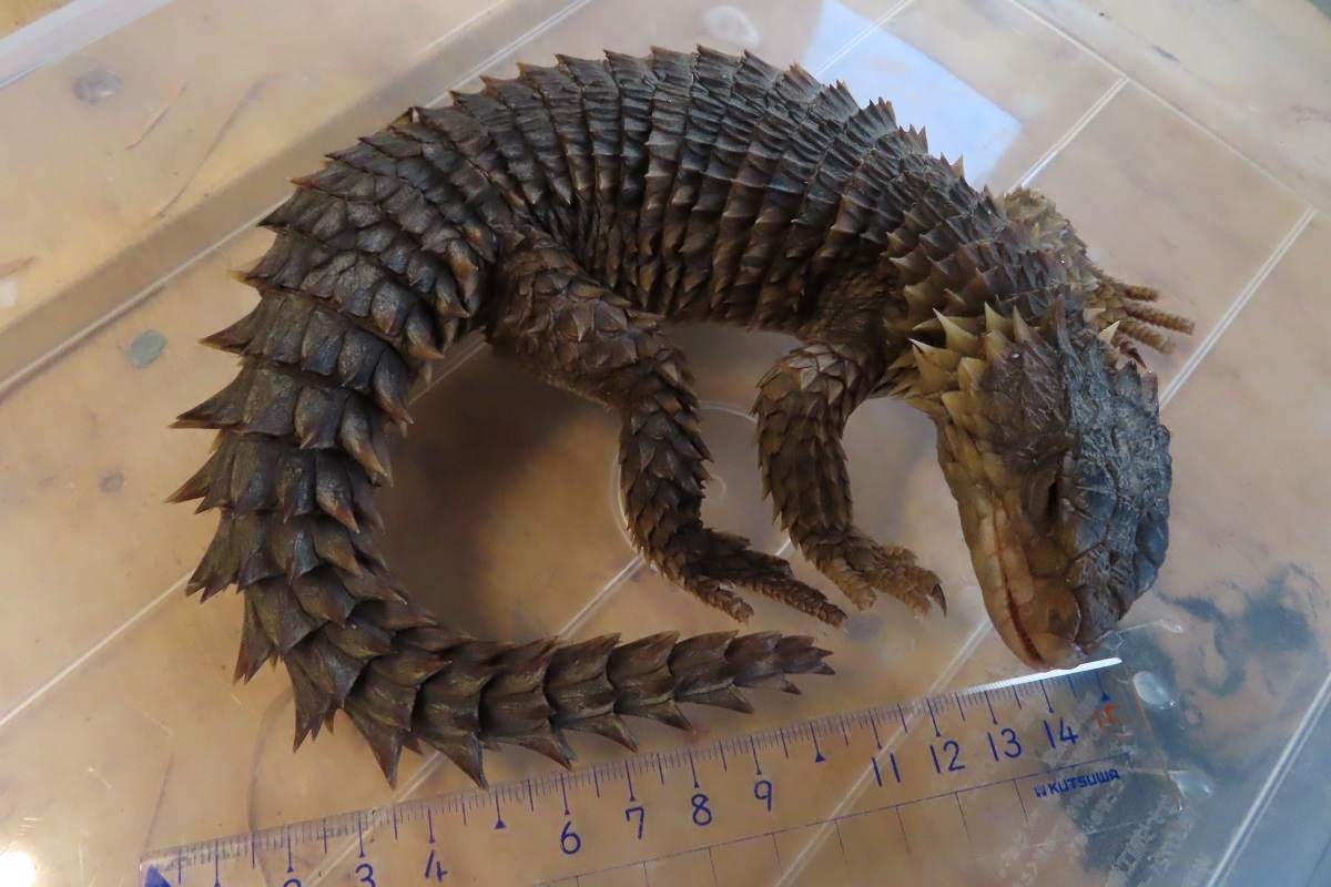 頭骨 骨格 | 深海魚 顎標本 剥製 楽天 ドチザメ - エドアブラザメ サメ 