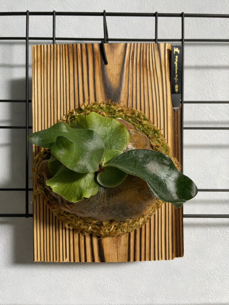 【kunimo777 】ビカクシダ 風神 Fujin オリジナル子株