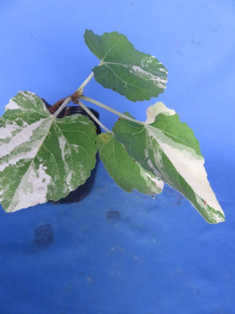 さいとう様専用 イチジク 斑入り葉 ４点 Clinicacampinas Com Br