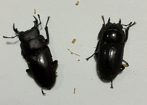 ヤエヤマコクワガタ①　♂32mm♀27mmペア　