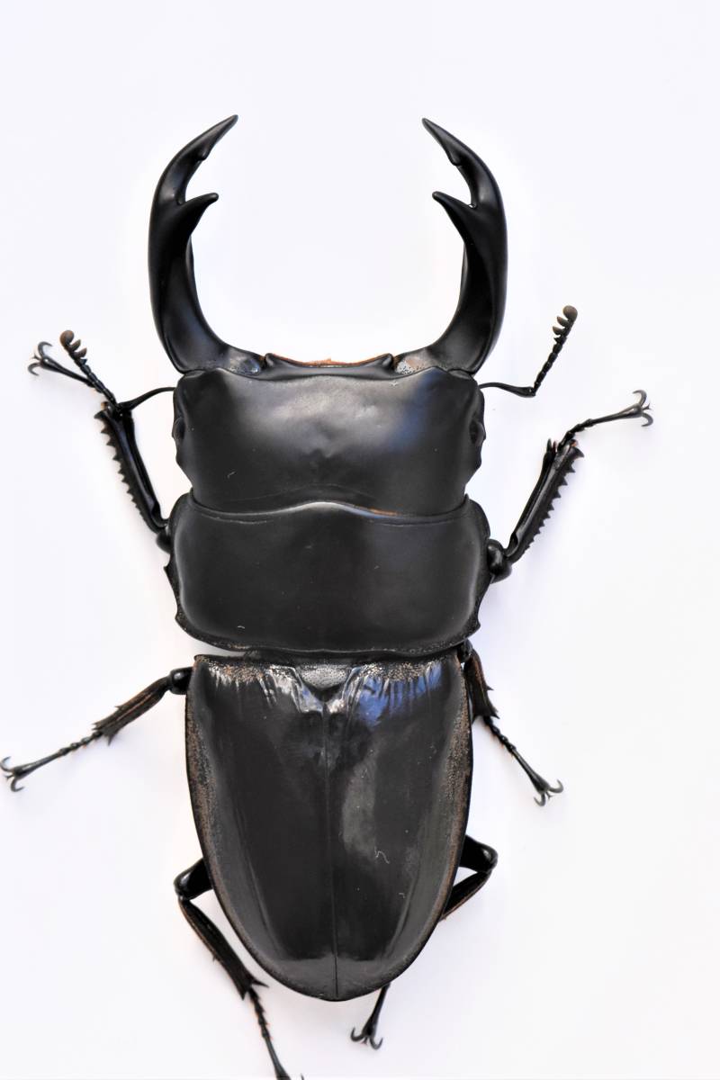 ともぞう ネパールクルビデンスオオクワガタ サガルマタ州コタン産 ♂71.3ミリ