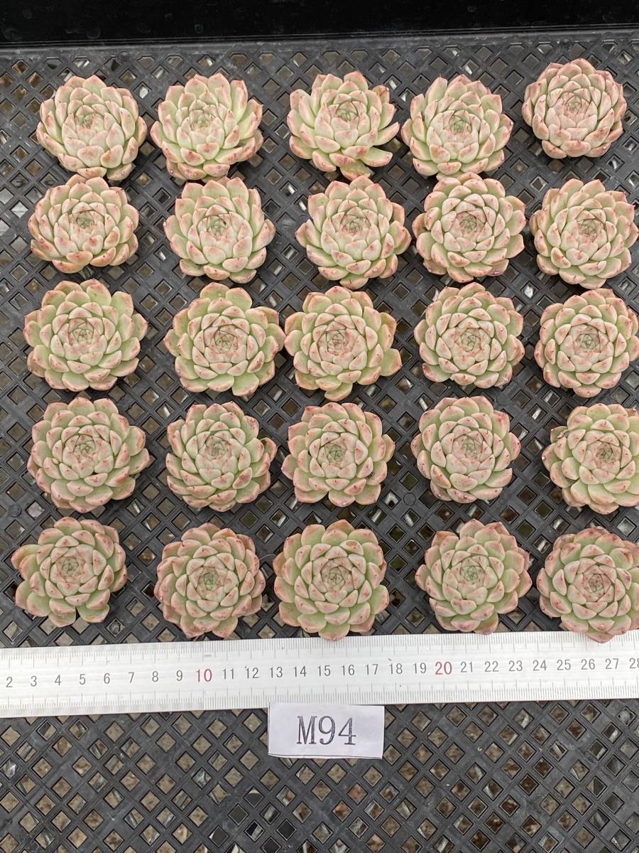 M94多肉植物 エケベリアユーゴー　15株　超美苗 サボテン 観葉植物 花 園芸