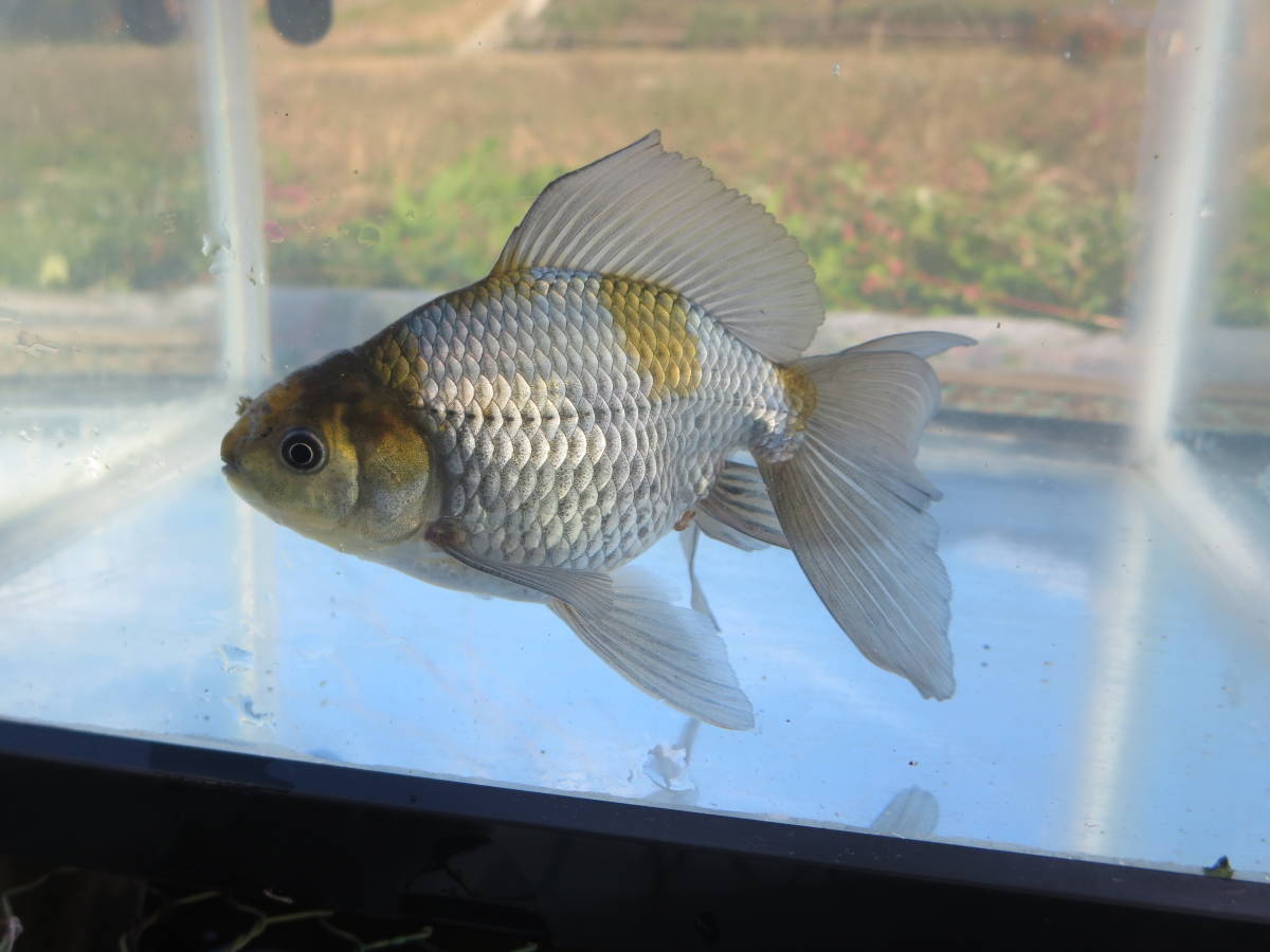 モザイク東海錦当歳雄雌不明②(金魚)|売買されたオークション情報、yahooの商品情報をアーカイブ公開 - オークファン(aucfan.com)