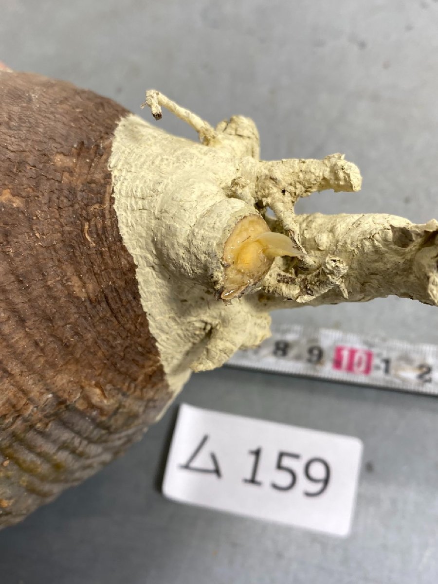 ム159 「現地株」パキポディウム グラキリス M-ML 抜き苗【/最新到着