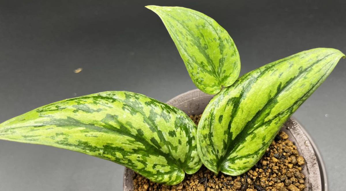 スキンダプサス 'Scindapsus Green army Tricolor' ☆日本初出品