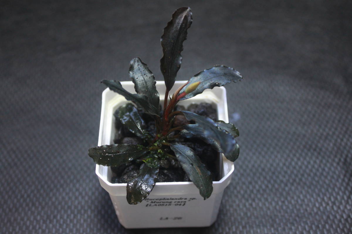 魚用品・水草 Bucephalandra sp./