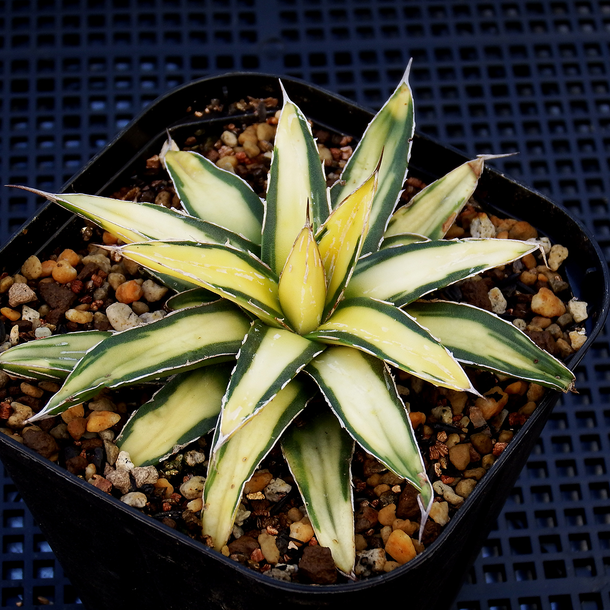 アガベ ビクトリア レジーナ サンキング 特選！極上斑入り 高発色