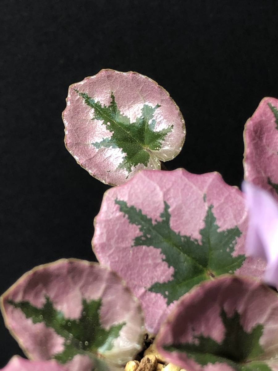 種子】原種シクラメン ミラビレ「タイルバーンニコラス」 10粒