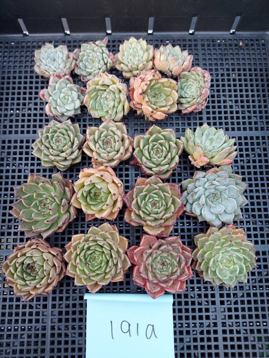 HOT，新品 1025-ZKC191aサラヒメhyb20個 多肉植物 韓国 エケベリア 11/7発送(サボテン)｜売買されたオークション情報、yahooの商品情報をアーカイブ公開 - オークファン サボテン