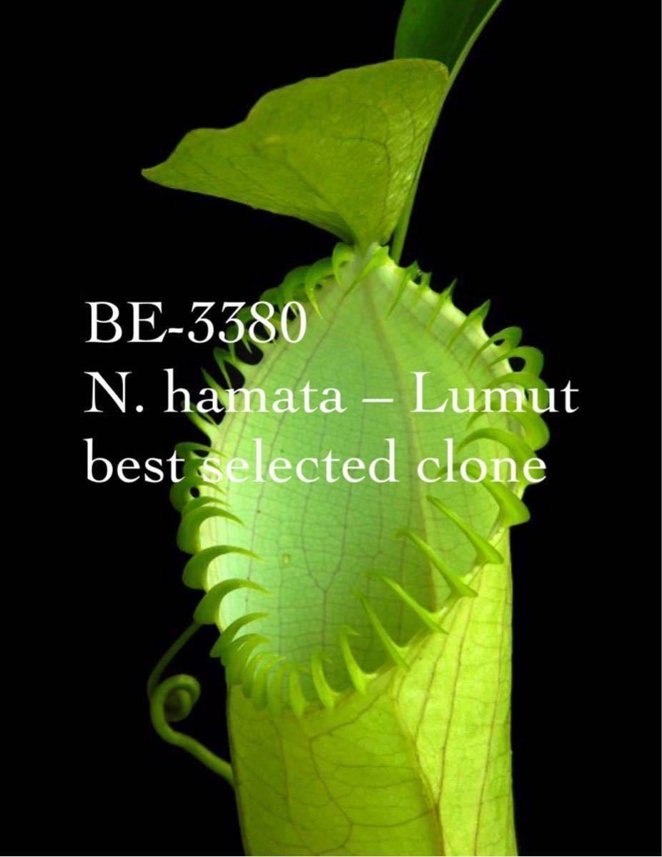 BE-3380 – Nepenthes hamata Lumut, Carnivero hamata, | N. best