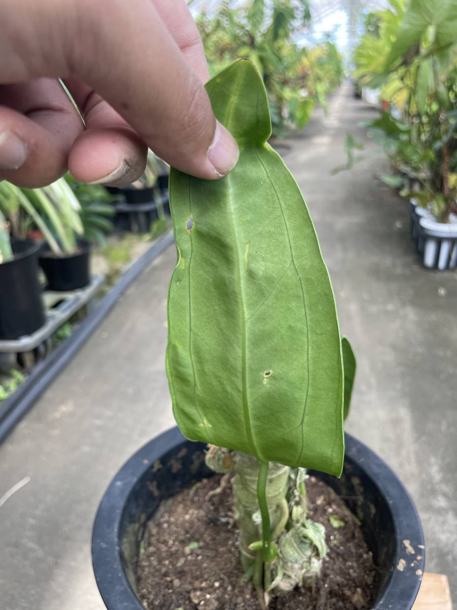 アンスリウム・ワロックアナム・斑入 ☆ ANTHURIUM WAROCQUEANUM 
