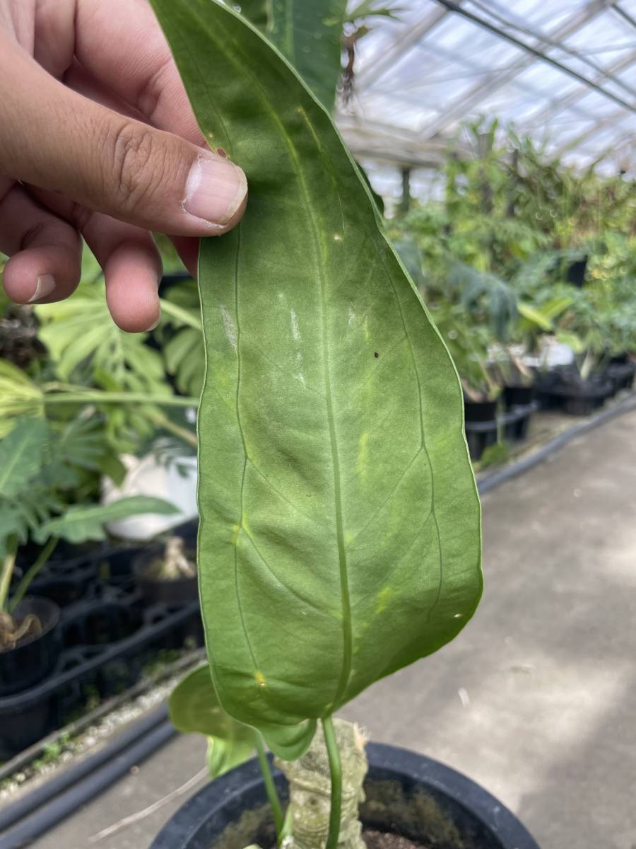 アンスリウム・ワロックアナム・斑入 ☆ ANTHURIUM WAROCQUEANUM 