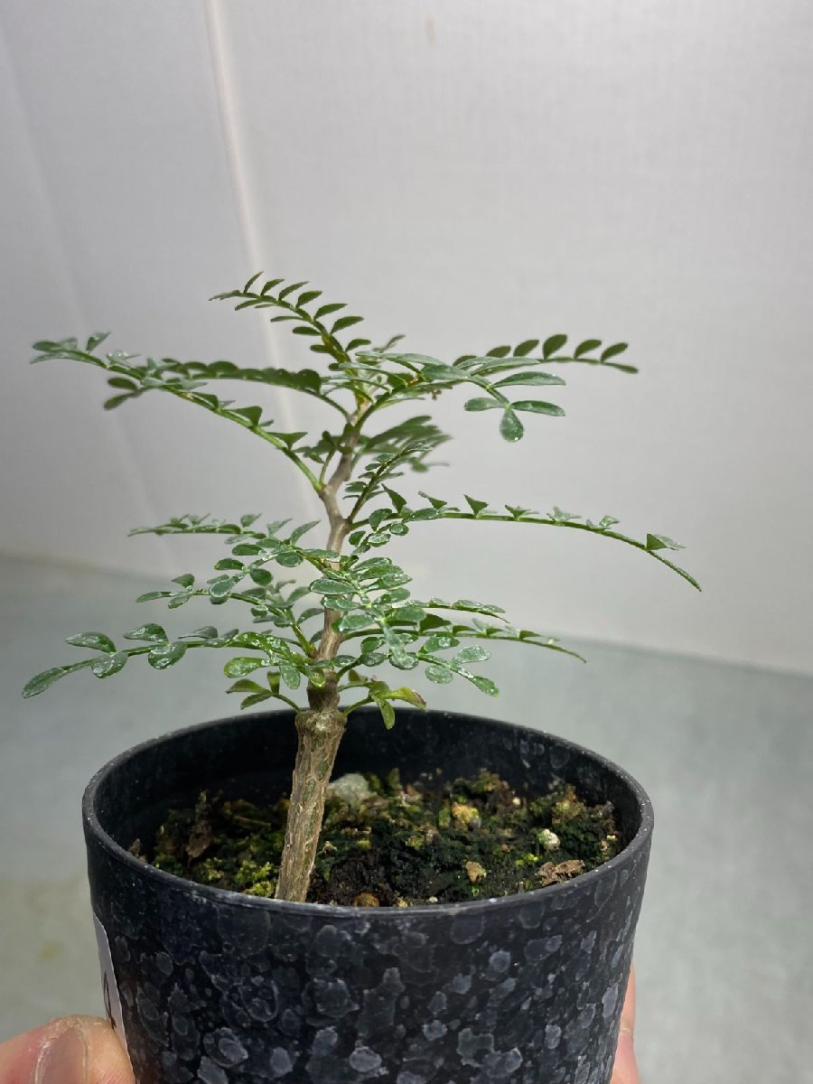 ヤ1324 「実生株」オペルクリカリア　パキプス　2年株【種から発芽！・発根株・Operculicarya pachypus・塊根植物】