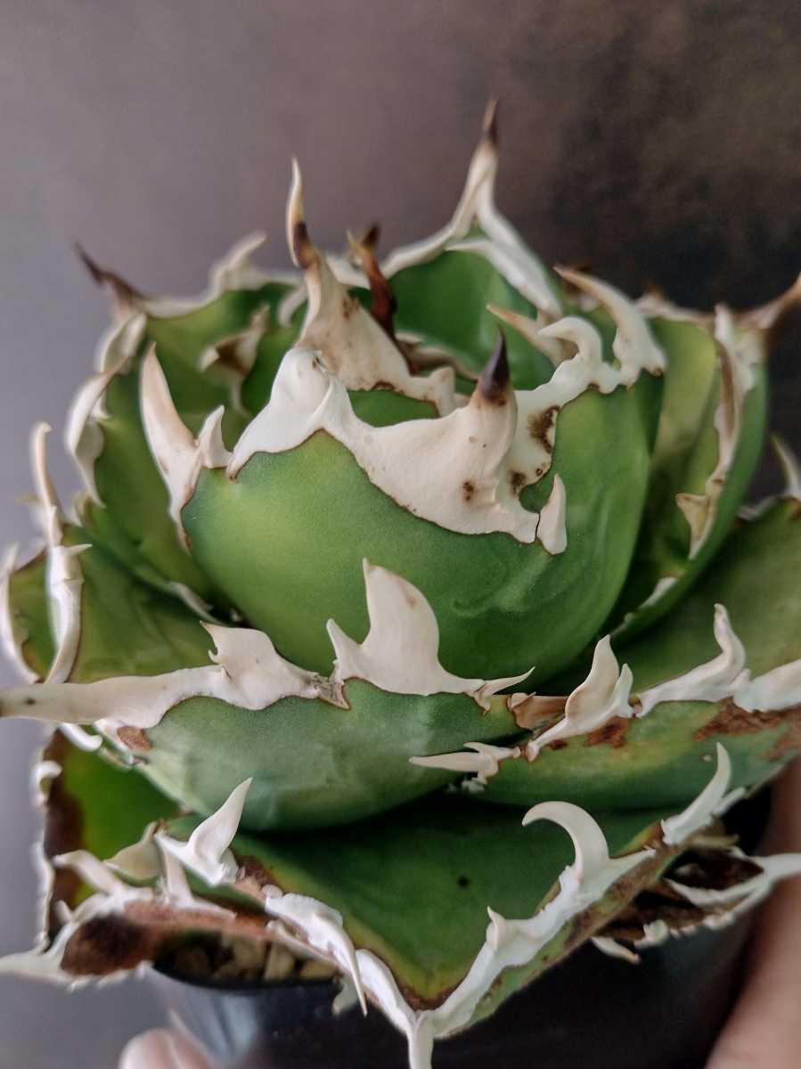 アガベ チタノタ 金鯨　親株出品 AGAVE TITANOTA 金鯨】レア アガベ チタノタ 子株 ラスト 【公式通販】