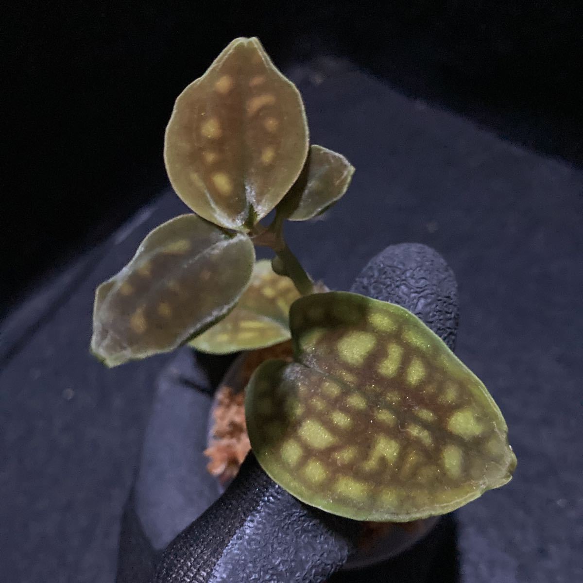 観葉植物 シストーチス・バリエガータ Cystorchis variegata 宝石蘭