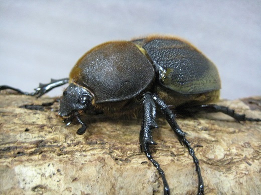 ラクレス・ヘラクレス血統 ヘ DH オオカブト 成虫 ♂♀ ペア 