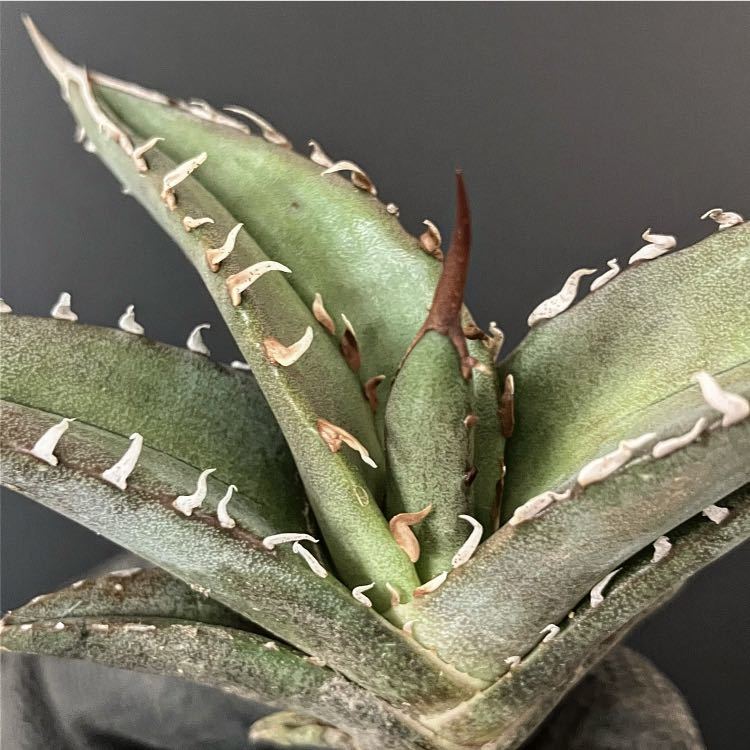 agave-isthmensis-kabutogani-v0-xoga76z07n4h1