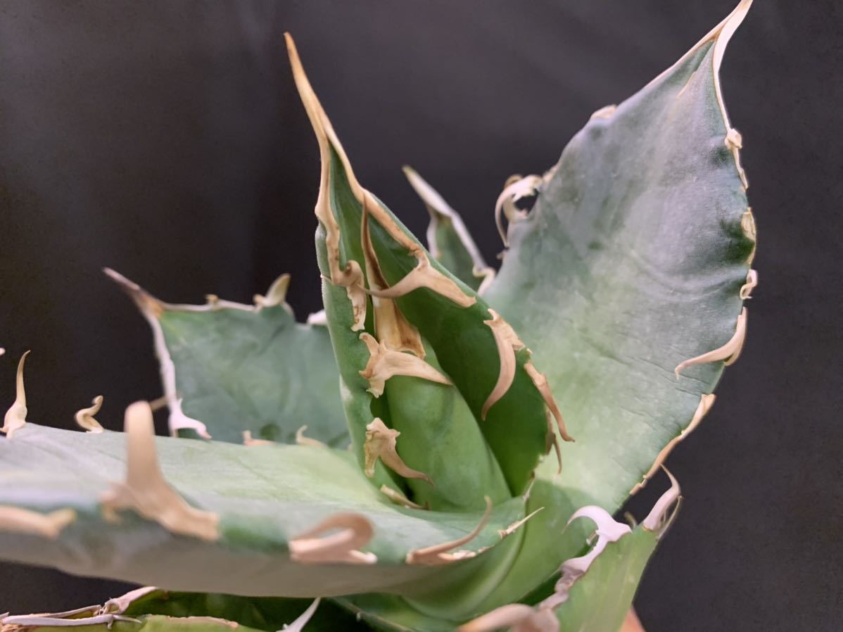 agave-isthmensis-kabutogani-v0-xoga76z07n4h1