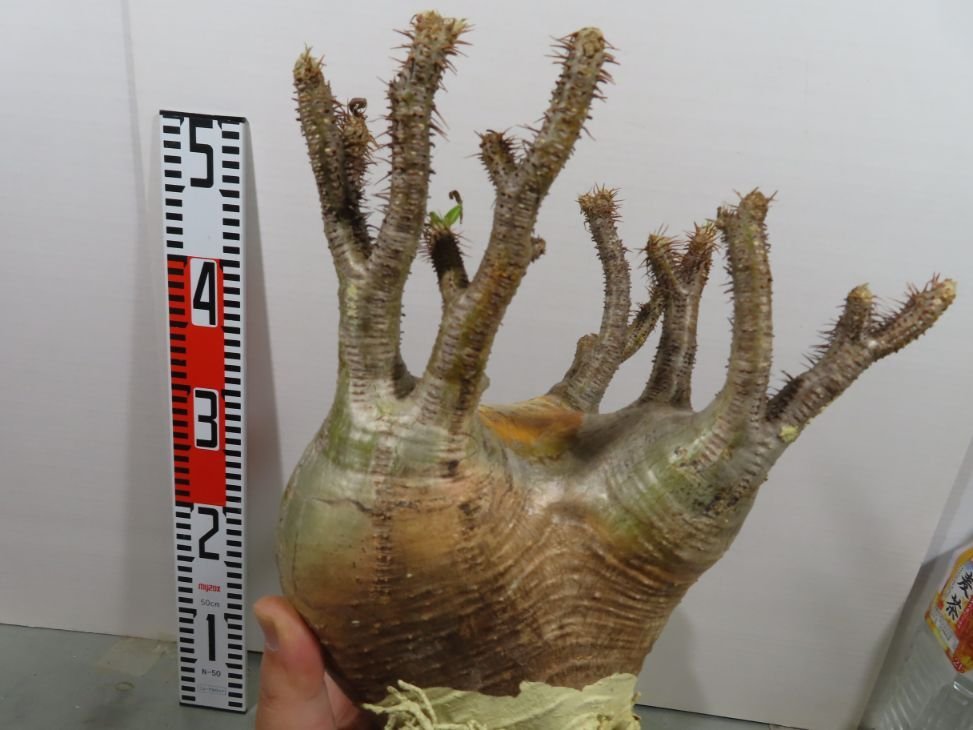 plants260513d90_1_43743688-a673-40bd-bb7e-ce64b75f199d