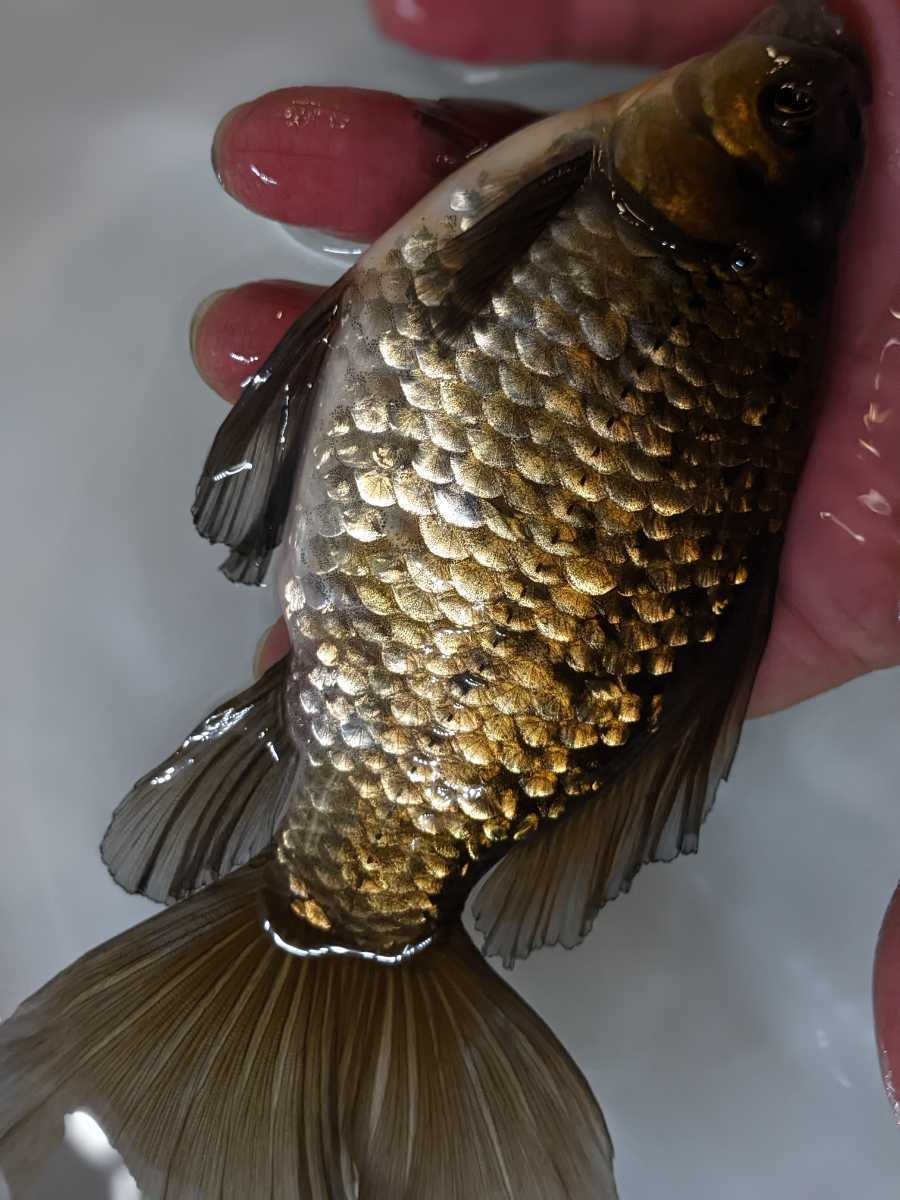 Sー35．○○寿恵廣錦○○．6月１日孵化、約13cm±．墨モザイク
