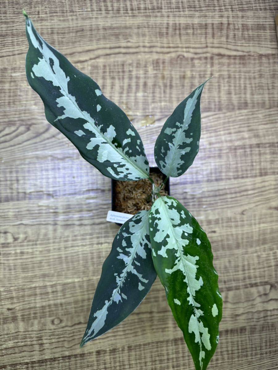 ピクタム aglaonema 未使用 LA便ネームド アグラオネマ ピクタム