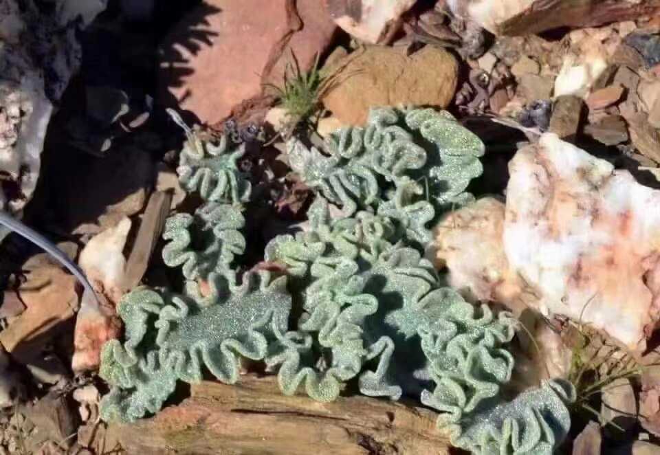 お得，品質保証 多肉植物 塊根植物 エリオスペルマム チタノプソイデス Eriospermum titanopsoides 南アフリカより輸入した現地株 10株セットA(サボテン)｜売買されたオークション情報、yahooの商品情報をアーカイ サボテン