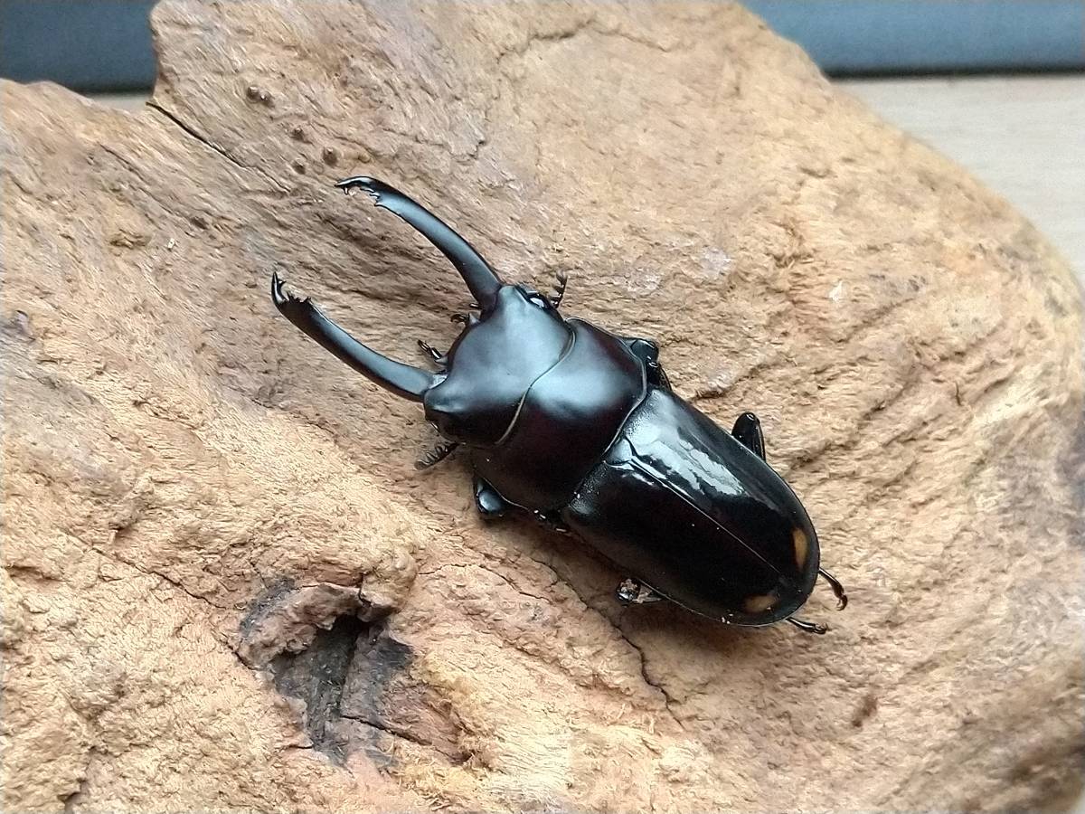 くわかぶプラネット ⁄ WDビシグナートゥスコクワガタペア ビシグナー 