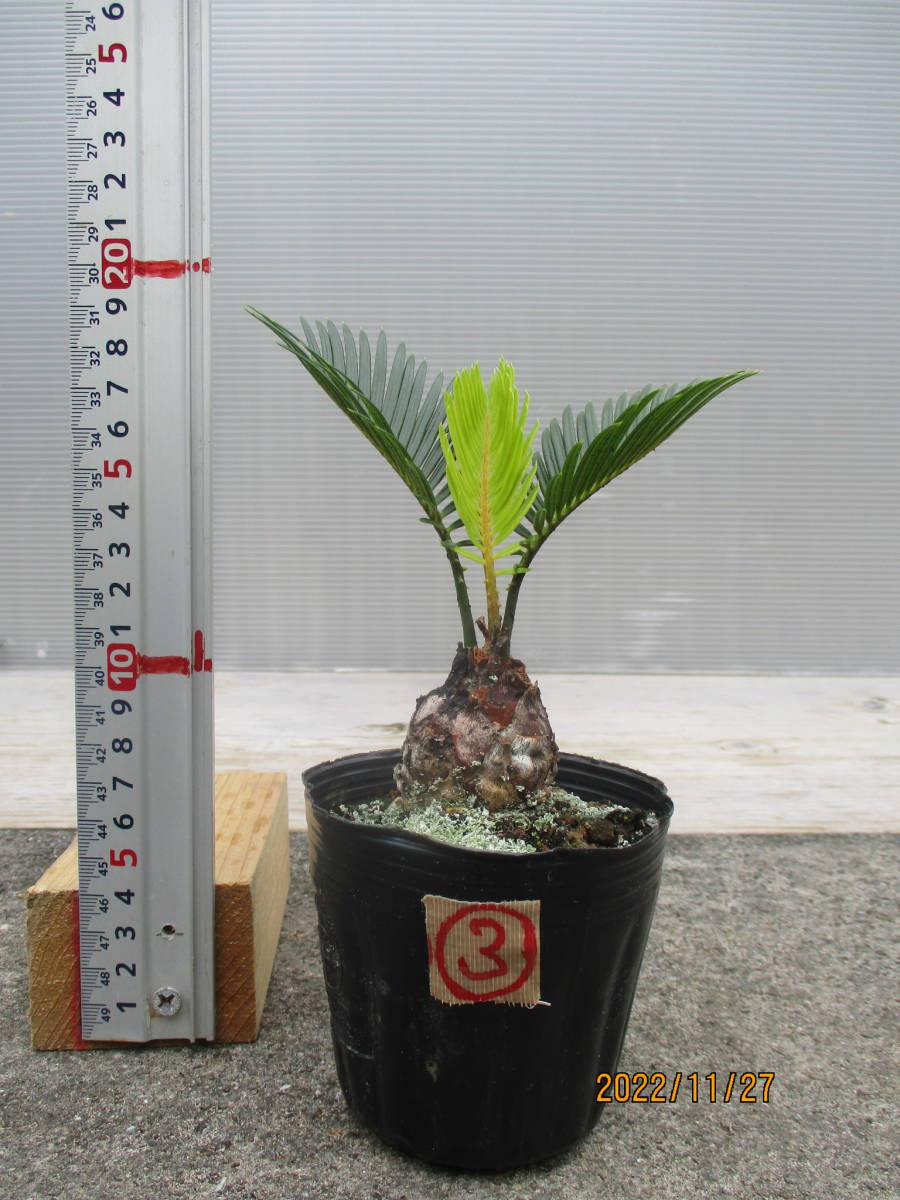 ソテツ変わり葉　3　90センチポット苗　奄美大島産　盆栽、観葉植物　（当園栽培品）