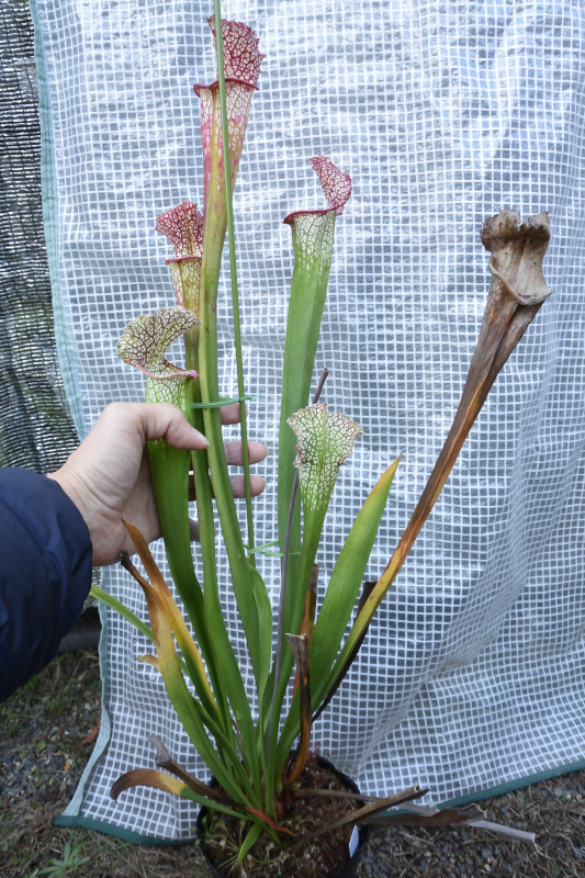 食虫植物】 サラセニア 艶姿 八丈島・一正園(苗)｜売買された