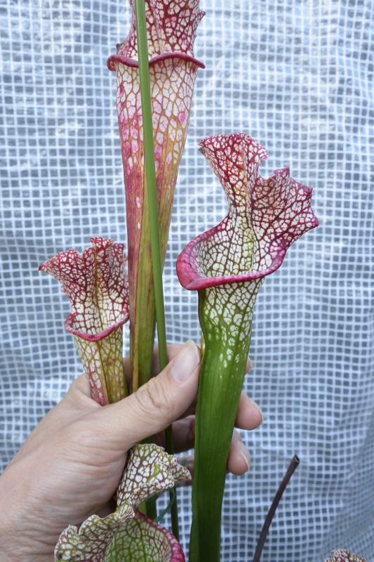 食虫植物】 サラセニア 艶姿 八丈島・一正園(苗)｜売買された