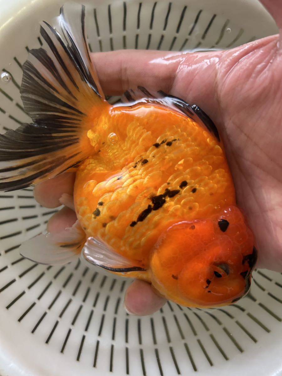 オランダショートテールLLサイズ　a