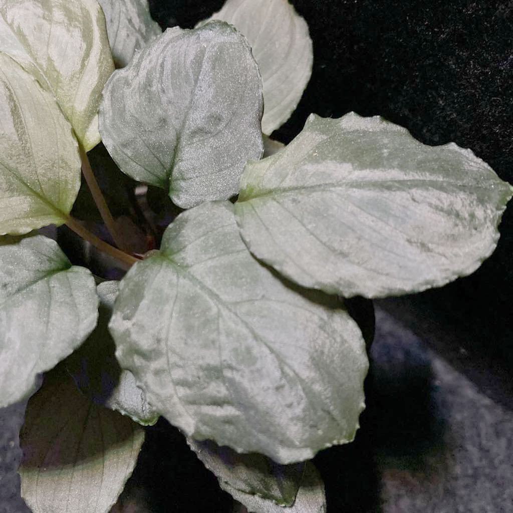 通販専売 Kn便 Homalomena sp. Silver powder Singkep ホマロメナ 熱帯