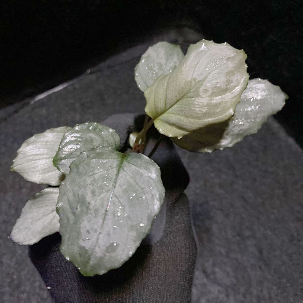 通販専売 Kn便 Homalomena sp. Silver powder Singkep ホマロメナ 熱帯