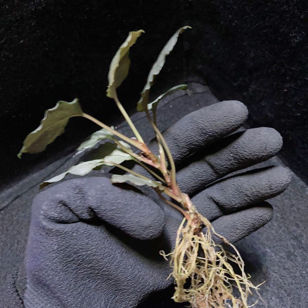 通販専売 Kn便 Homalomena sp. Silver powder Singkep ホマロメナ 熱帯