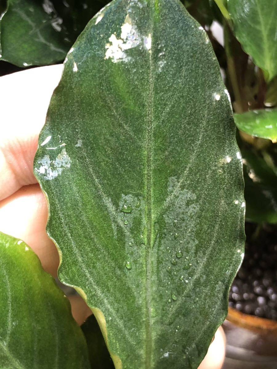 Bucephalandra sp. Pearl gray水上株 1株