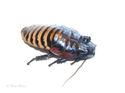 マダガスカルゴキブリの値段と価格推移は 68件の売買情報を集計したマダガスカルゴキブリの価格や価値の推移データを公開