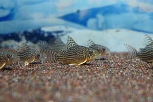 コリドラス ステルバイのヤフオク の相場 価格を見る ヤフオク のコリドラス ステルバイのオークション売買情報は12件が掲載されています