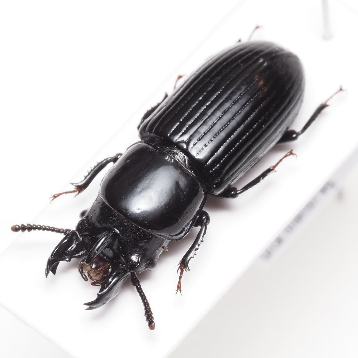 最後の1頭⁄ ペルーのカラステングゴミムシダマシの仲間 Phrenapates sp