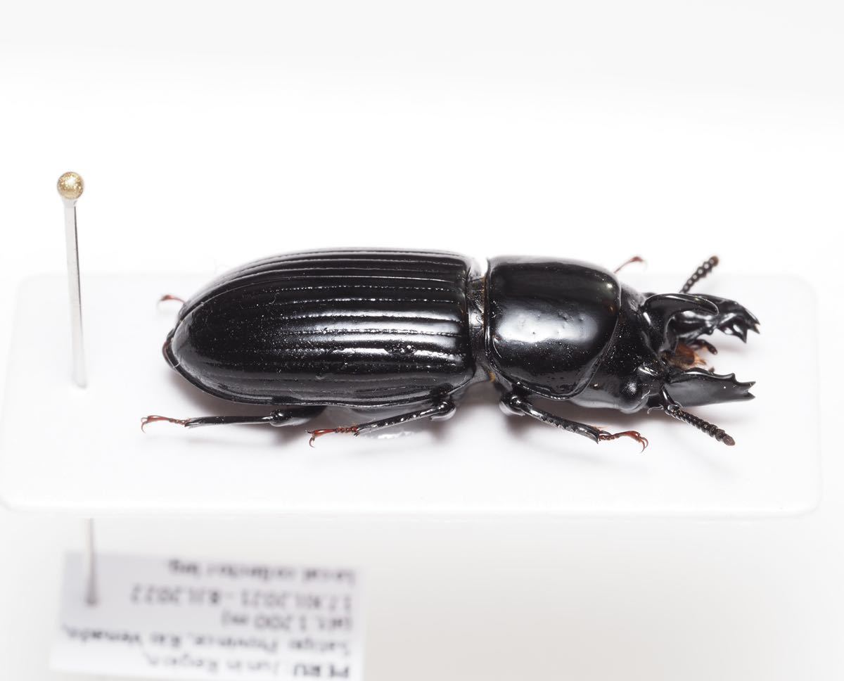 最後の1頭⁄ ペルーのカラステングゴミムシダマシの仲間 Phrenapates sp